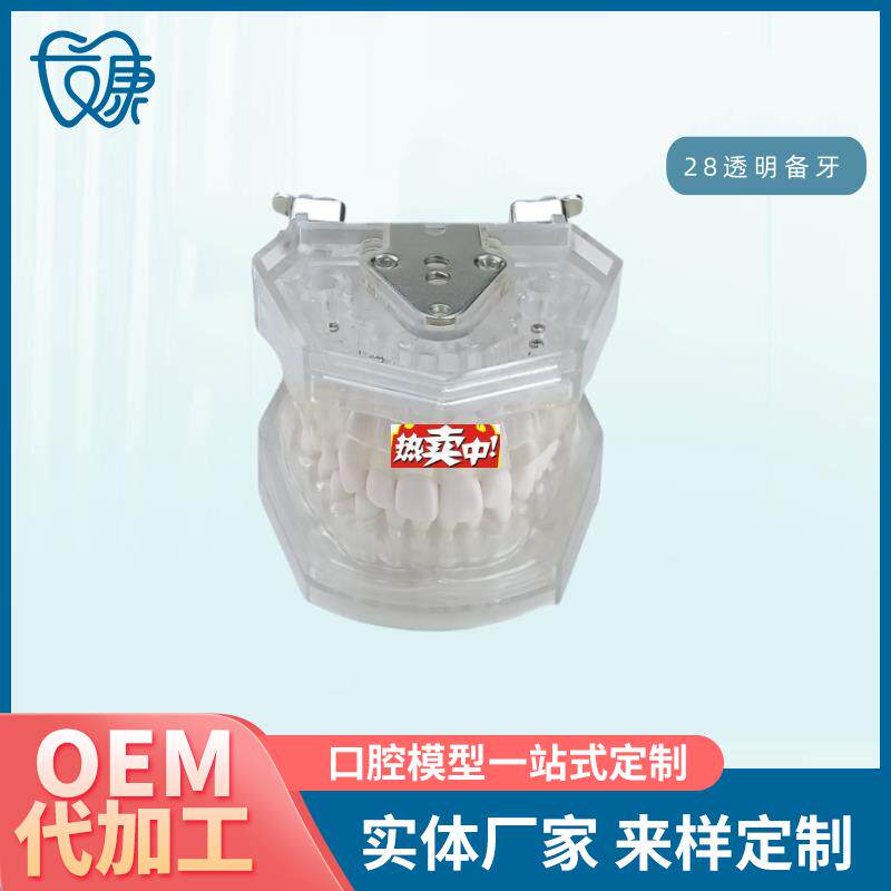 热销口腔教学牙齿模型牙科可a拆卸28备牙模型练习软牙龈28颗树脂