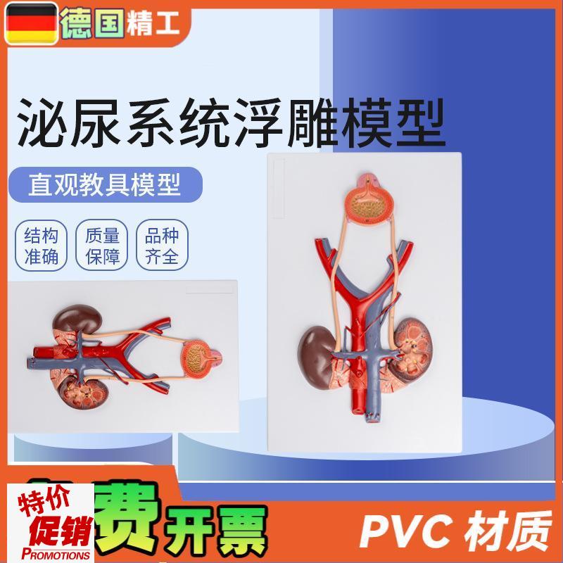德国】泌尿系统浮雕模型人体泌A尿系统模型输尿管膀胱尿道模型肾