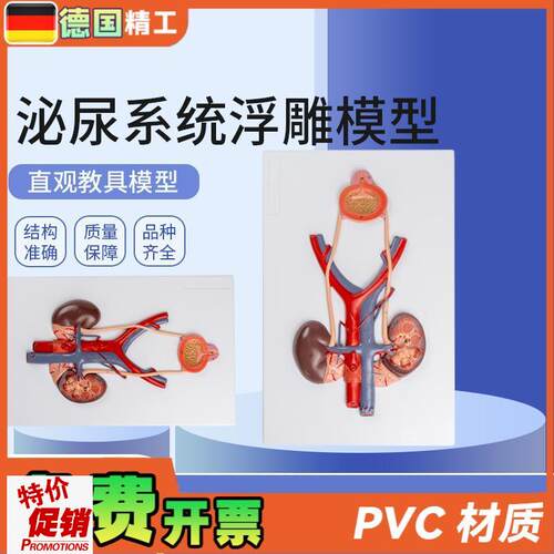 德国】泌尿系统浮雕模型人体泌A尿系统模型输尿管膀胱尿道模型肾