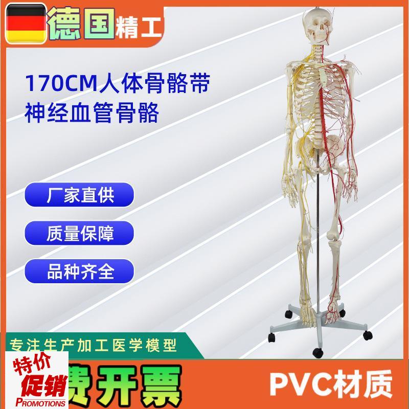 170CM带神经血r管骨骼人体骨骼模型医学展示实验教具