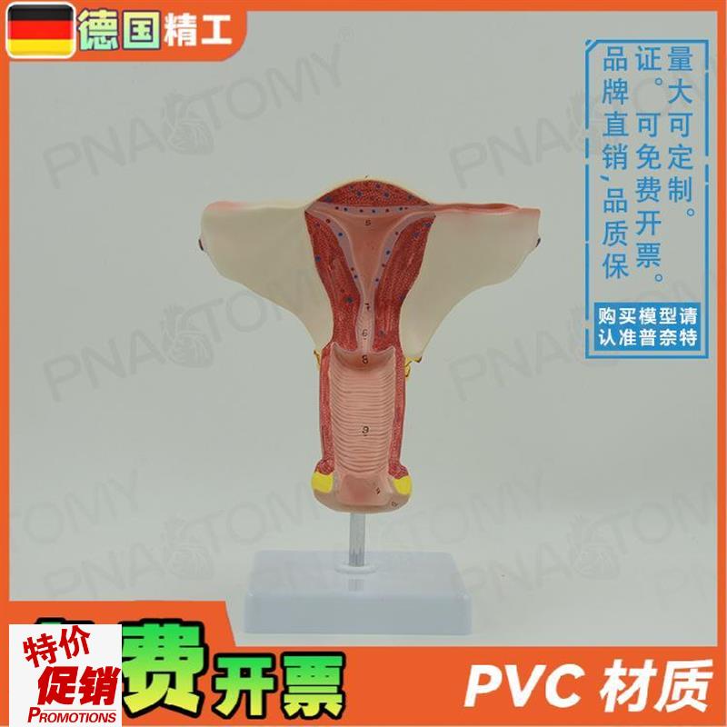 德国】女性人体子宫卵o巢模型妇产科妇科产后修复教学计生演示教