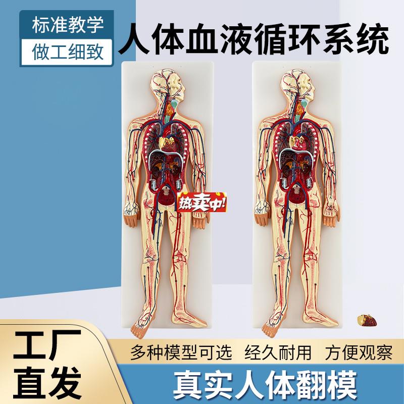 热销人体血液循环O系统模型动脉静脉血管解剖血管心脑血管循环模