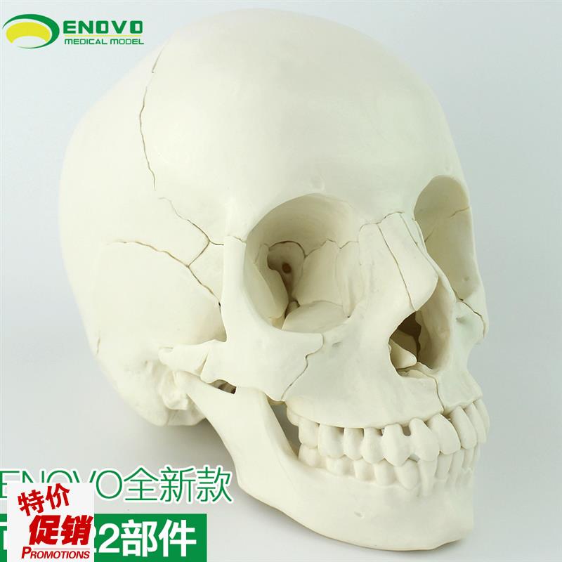 ENOVO颐诺医学用可分解人体头骨E模型头颅骨拼装可拆美容微整形教