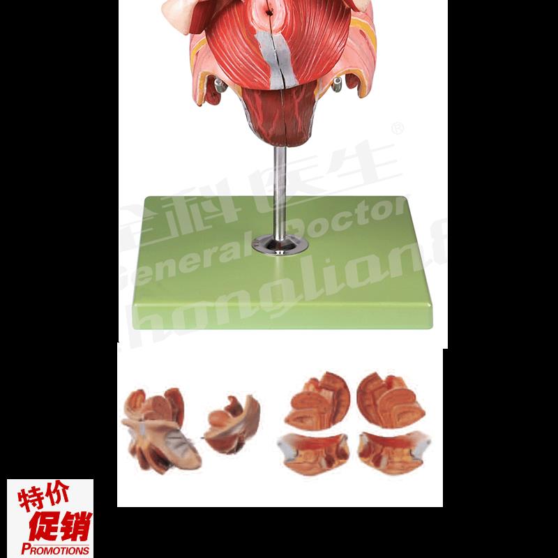 女性生殖器官结构模型/解剖模型TA15105