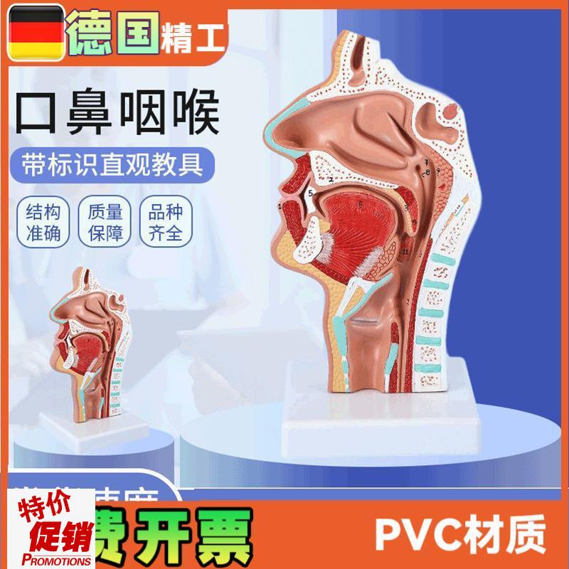 头部解剖模型口鼻咽喉鼻腔病理模型口鼻咽O喉内侧面血管神经模型