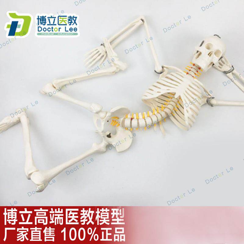 85cm人体骨j骼模型骨架人体模型成人小骷髅教学模型脊椎全身