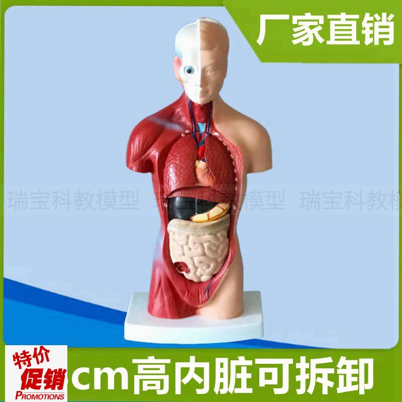 躯干模型28厘米皮肤肌肉u内脏可拆卸儿童早教玩具人体拼装仿真模