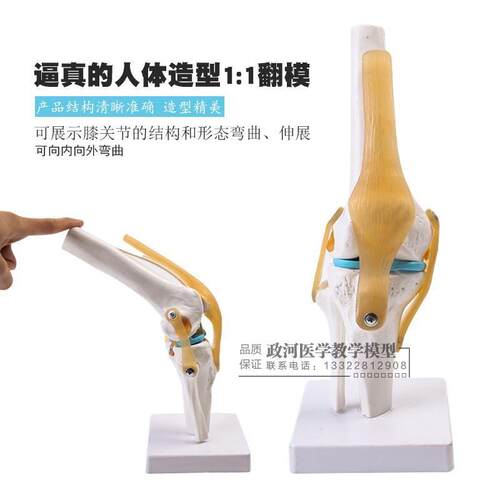 人体膝关节功能模型骨骼骨架模型教学医用模型关.人体节模型