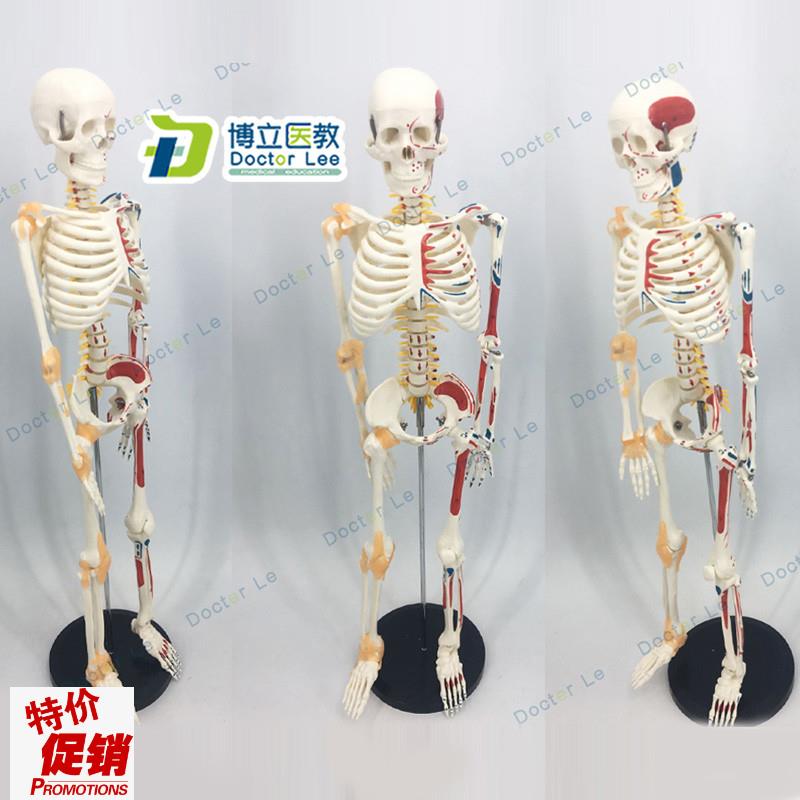 人体骨骼85CM人体骨架u软腰椎悬挂式附脊椎神经根脊椎动脉模型