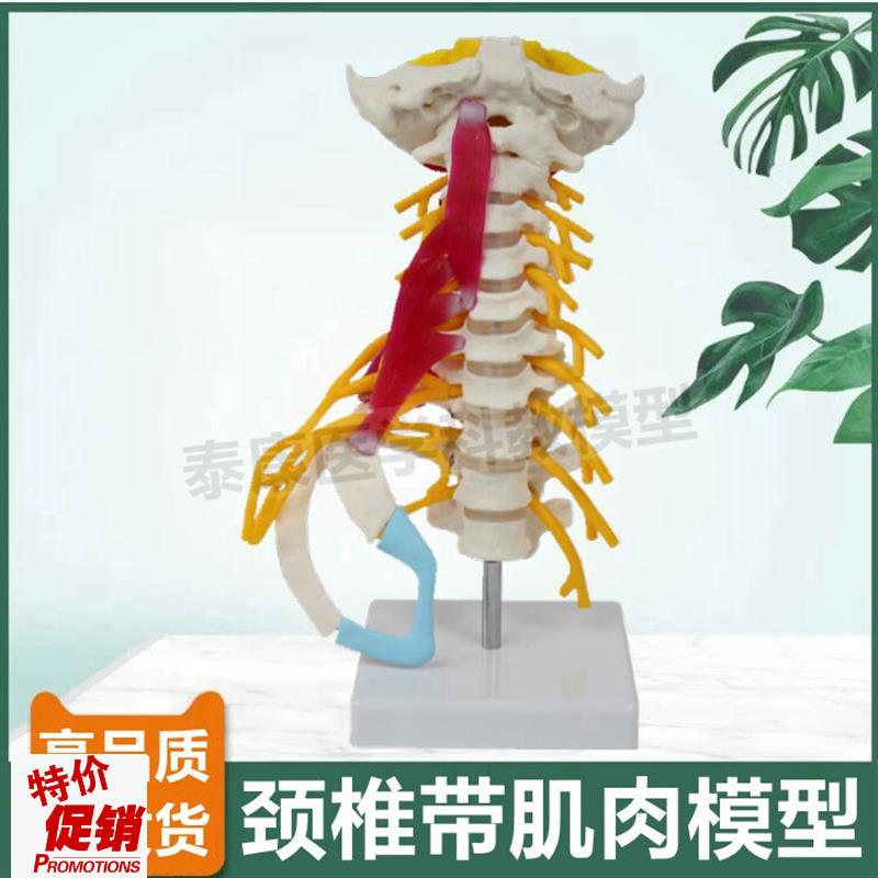 颈椎附肌a肉模型人体比例小脑血管神经寰椎枢椎正骨指压小针刀康