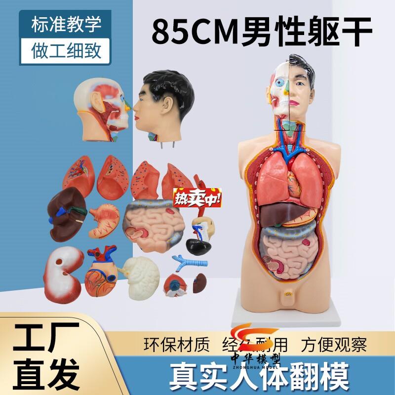 热销85CM男性解剖模型人体器官可拆卸19F件医学教学心脏内脏躯干