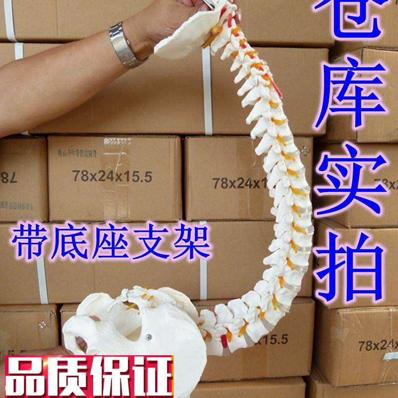 送大图新款1:1人体脊柱模型脊椎腰椎颈椎胸椎正骨Y手法练习模型