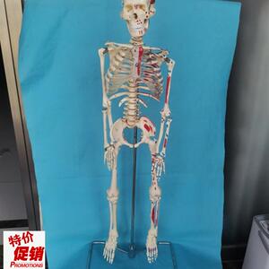 脊柱可弯曲挂式85cm人体骨骼肌肉G起点模型骷髅骨架医用教学讲解