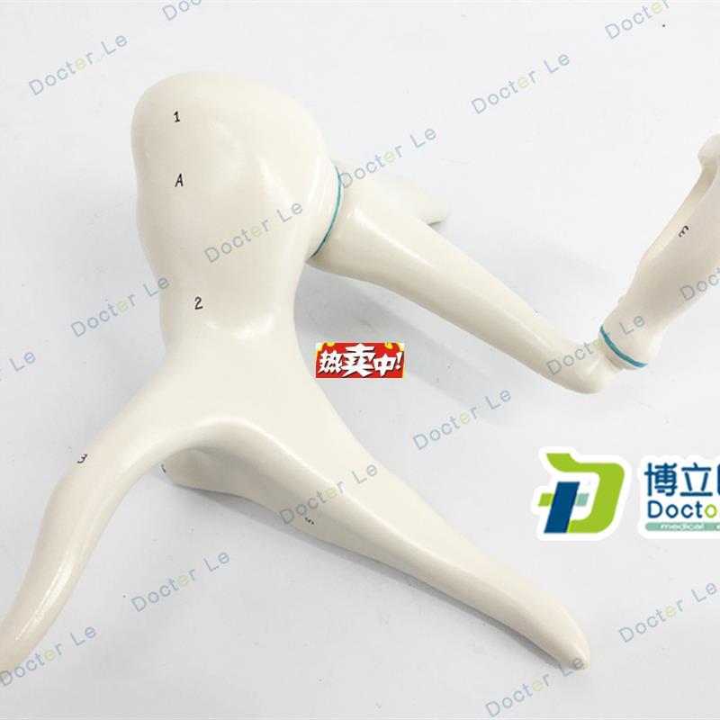 热销高级进口听小骨模型放大2i0倍锤砧镫骨鼓膜张肌解剖放大模