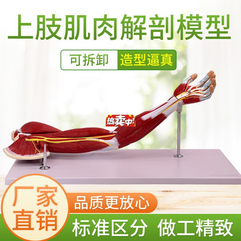 热销医学自然大上肢肌肉解剖模型人体运动系f统手臂肌肉神经血管
