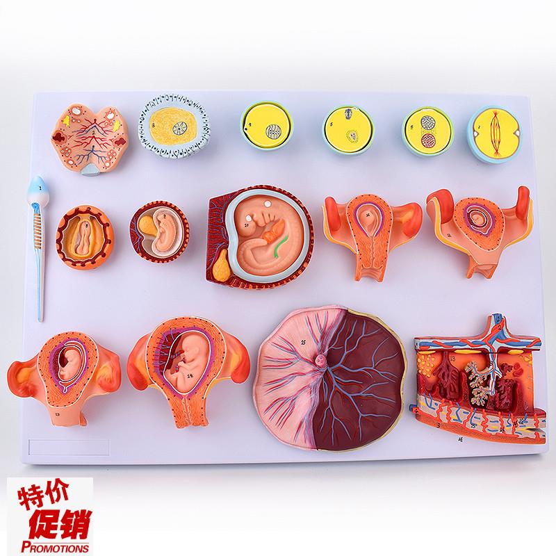 ENOVO颐诺受精与早期胚胎发育D过程模型组织胚胎教学示教模型胚