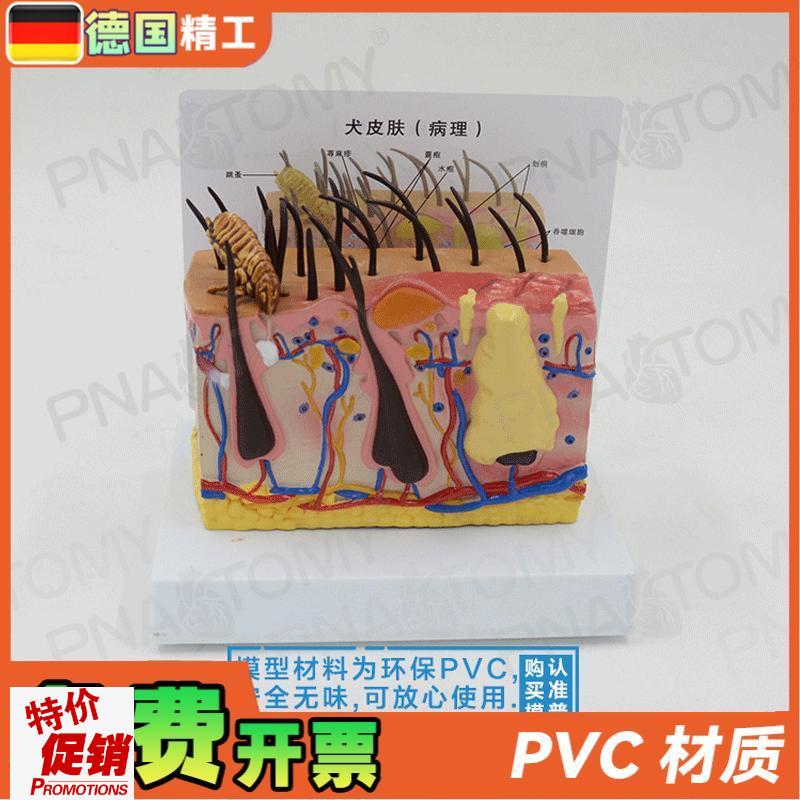 德国】逼真柔软虫咬狗犬皮肤结构解剖模N型兽医教学宠物医院专