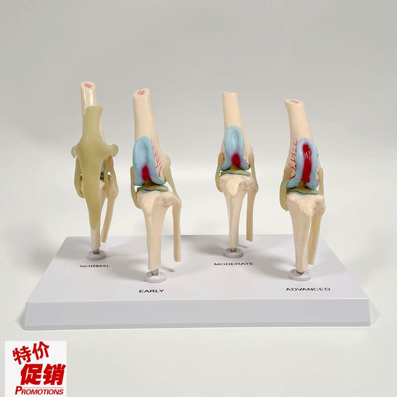 犬膝关节模型健康病理变化软骨韧带D宠物医院用兽医仿真动物骨损