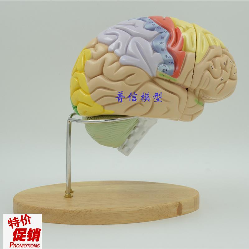 普信科学a馆使用医用头脑拼装2倍大人脑模型大脑解剖脑模型