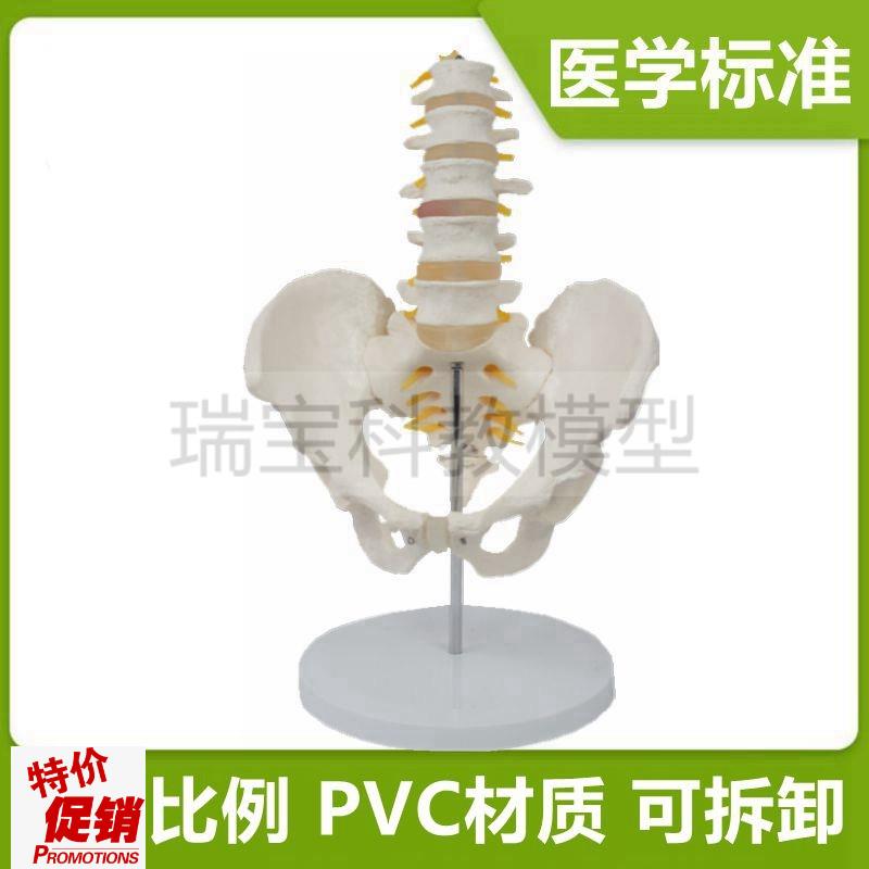 人体腰椎带骨盆模k型正骨针灸教学产后康复家政月嫂培训骶骨尾椎