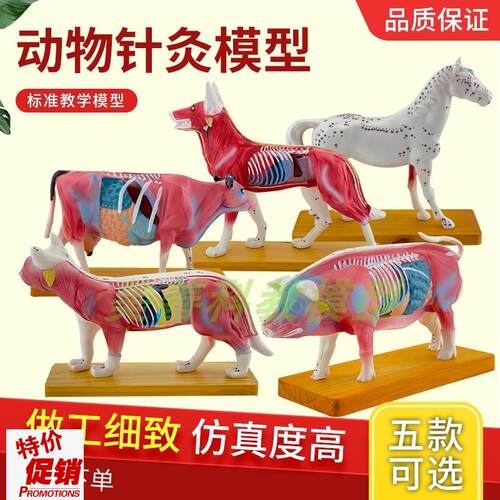 动物针灸模型动物解剖模型猪牛马猫狗牛z解剖穴位模型兽医教学