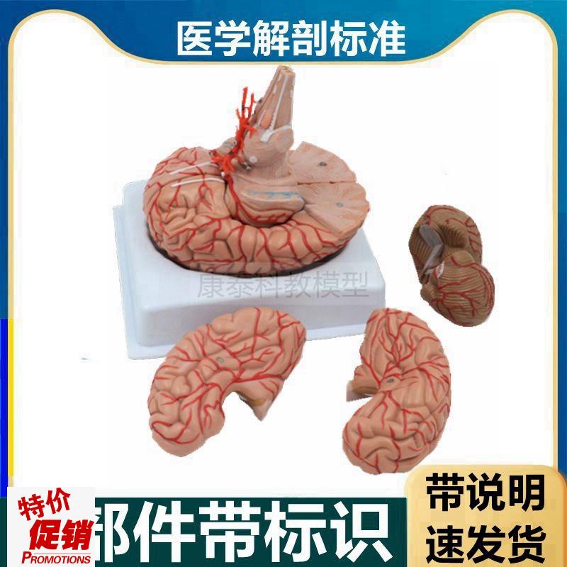 脑解剖模型可拆卸血管脑干大脑皮层功能J区神经中枢脑卒中医用教