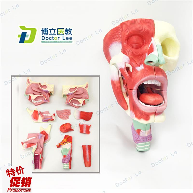 医用鼻口咽喉腔模型头面部肌肉解剖J模型鼻腔口腔模型咽喉