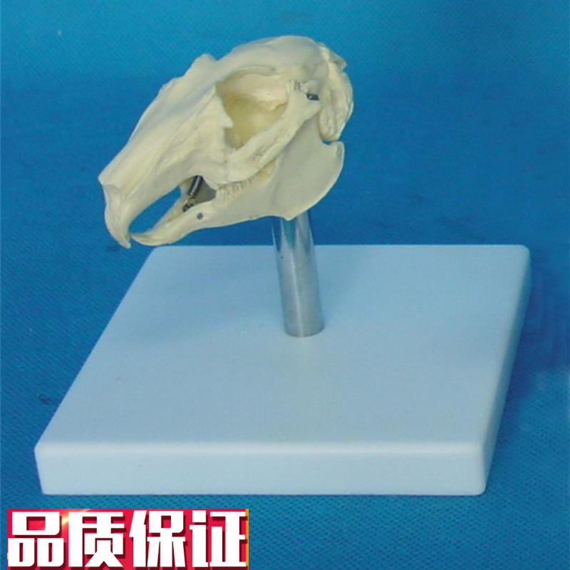 兔头骨模型动物骨骼兔骨架兽A医教学医用医学模型动物医院