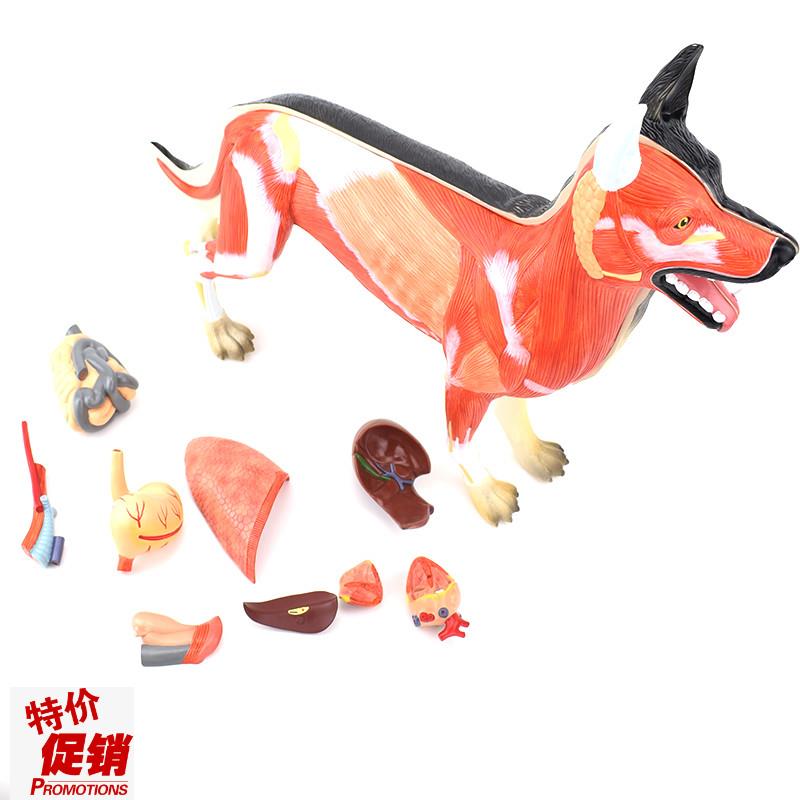 ENOVO颐诺h狗解剖模型犬器官组织肌肉脏器标本畜牧兽医动物解剖