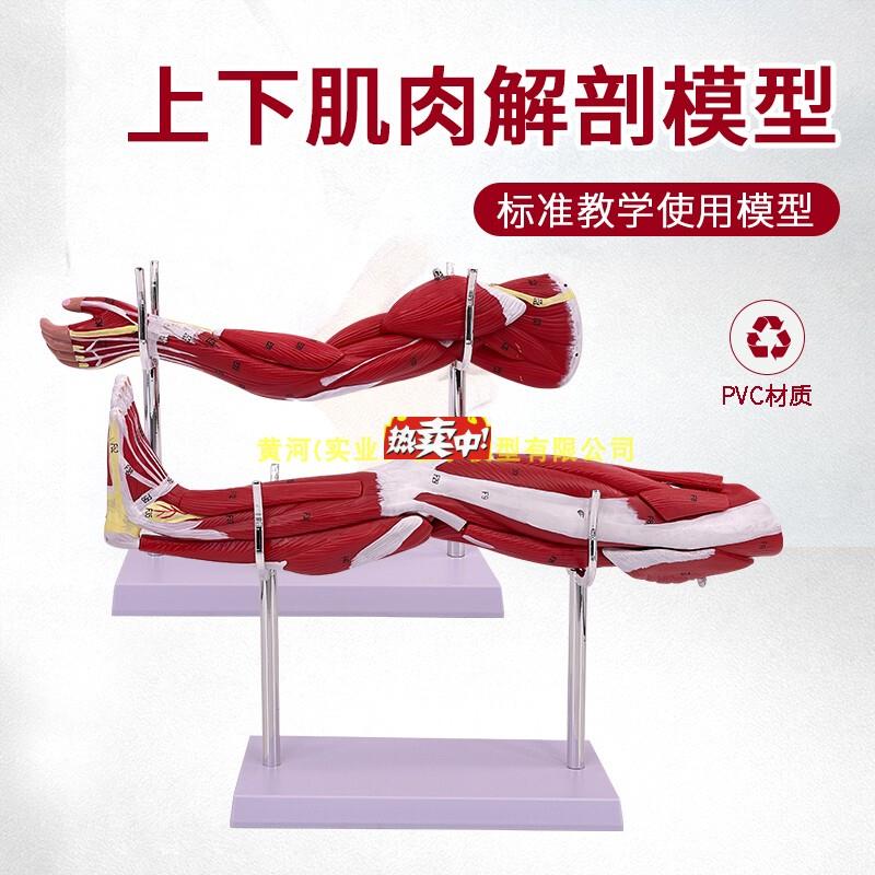 热销小型上肢下肢肌肉解剖模型带血管神E经手臂肌肉运动系统模