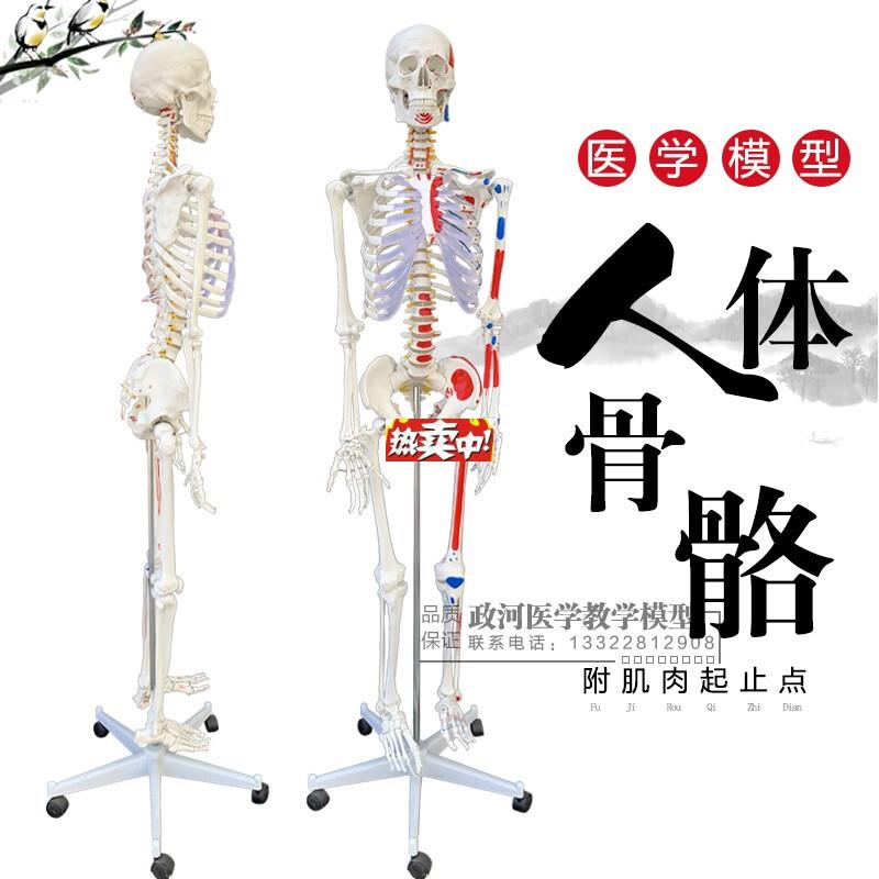 热销170cm人体骨骼模型骨架人体模型成人H小骷髅教学模型脊椎全身