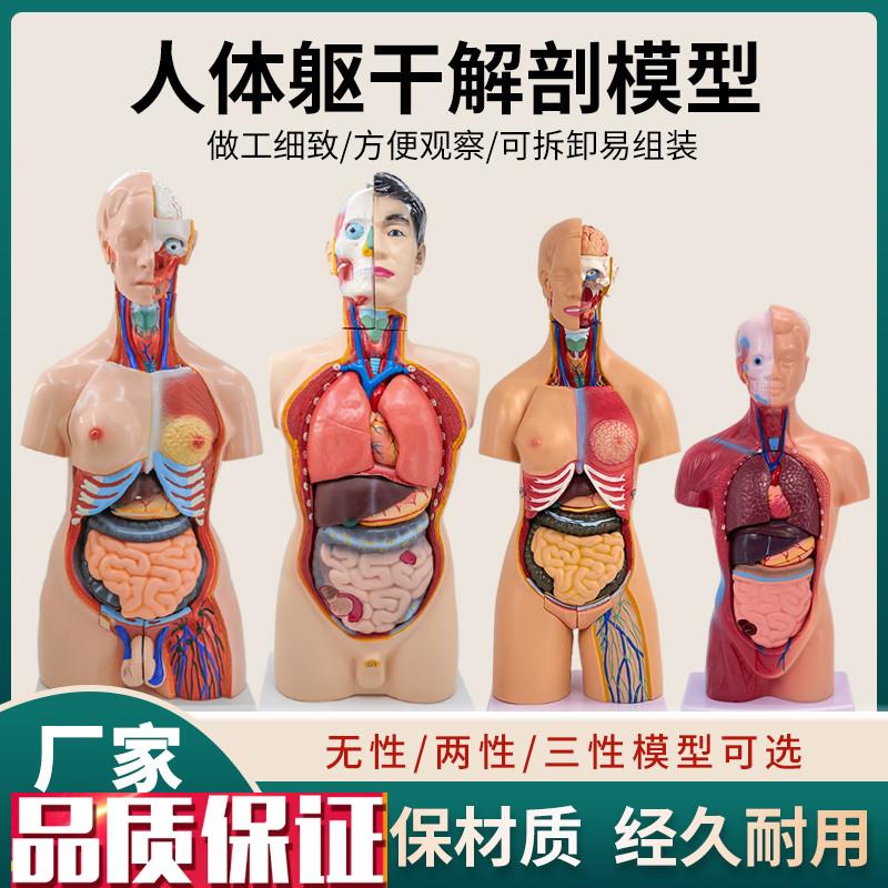 人体器官结构解剖模型儿童全身内脏大脑心脏躯干模特X教学拆卸拼