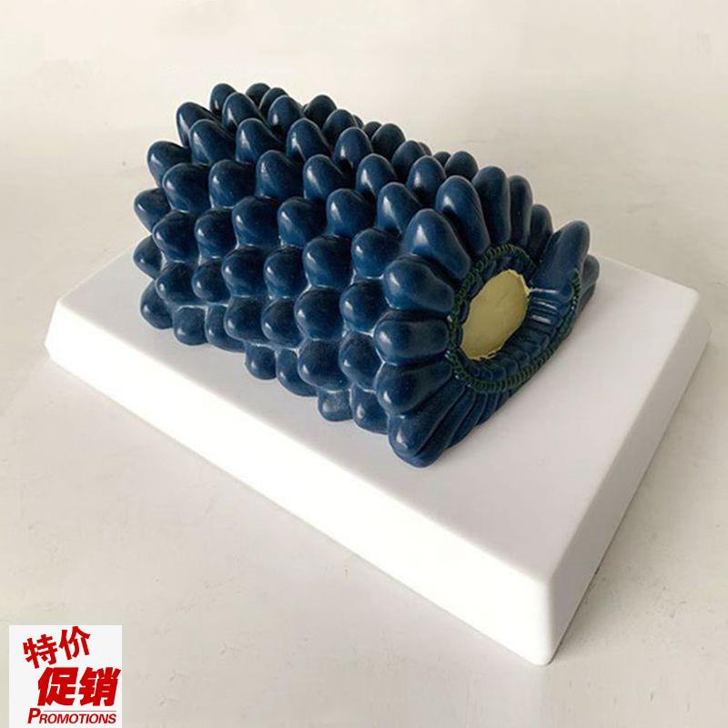 杆状病毒模型腺病毒冠状u病毒噬菌体中学生物课教具医用展示