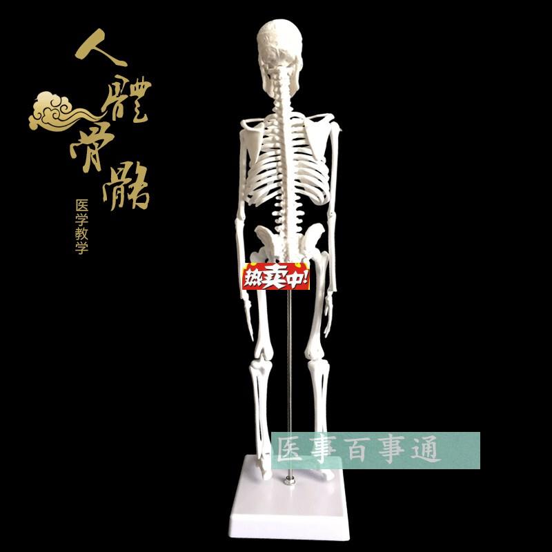 热销【火爆促销】小型人体骨骼模型45cm,可活动美术Z医用标准,可
