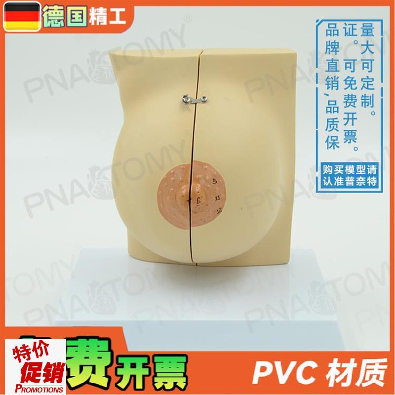 德国】女性仿真乳房乳腺解v剖模型妇产科产后修复培训丰胸整形教