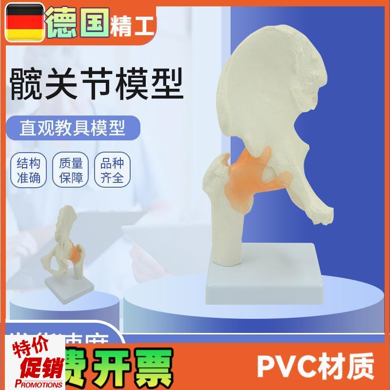 髋关节模型人体i关节骨头解剖带韧带1比1医药礼品医患沟通教具正