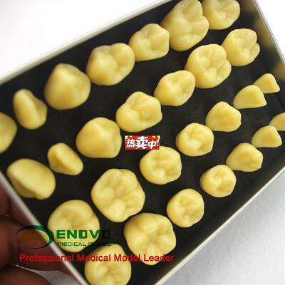 热销颐诺正品b2倍雕牙练习指导模型牙颌面口腔修复学教学雕牙齿模