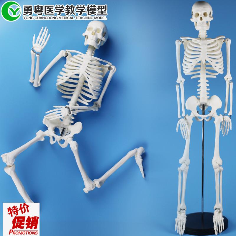 人骨架85CM骨骼模型带圆塑座,人F体模型,医学教具,教学模型