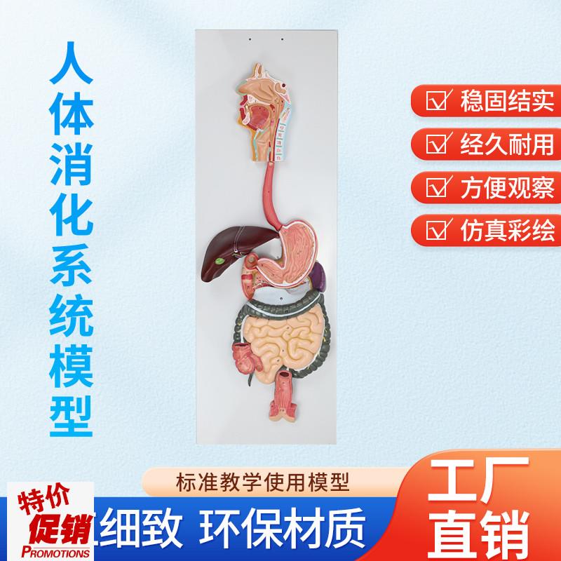 人体消化系统模型k消化道胃剖面鼻咽喉胃解剖模型肛肠科大小肠