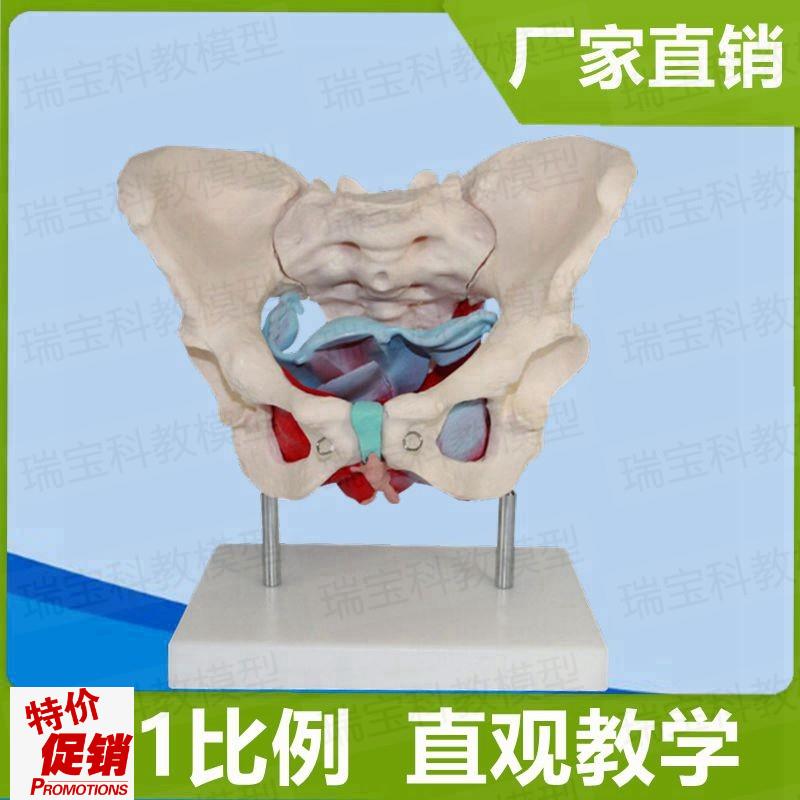 女骨盆模型盆底肌子宫膀胱家政培训产康修复生殖S泌尿会阴筋膜新