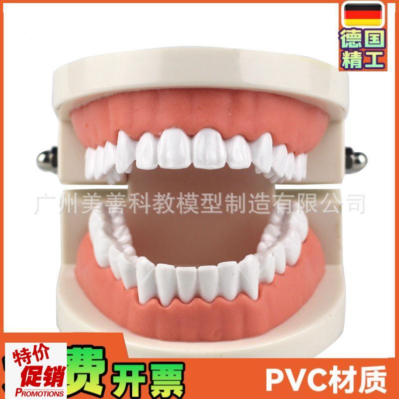 牙齿模型教学模型牙科材料口腔材D料假牙模型口腔模型儿童幼儿园