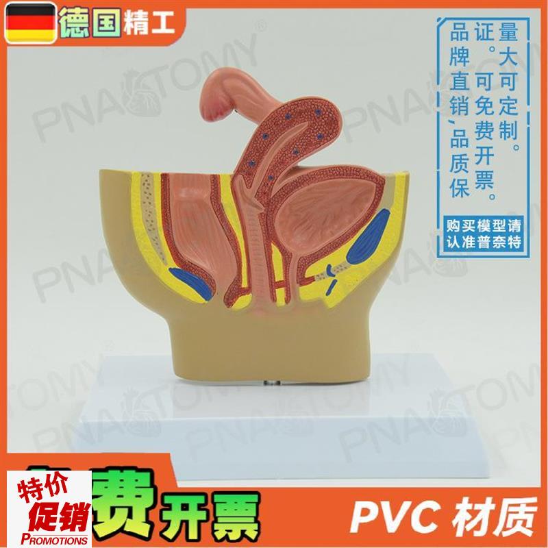 德国】女性盆腔生殖系统输卵管膀胱阴道直K肠切面解剖模型妇科计