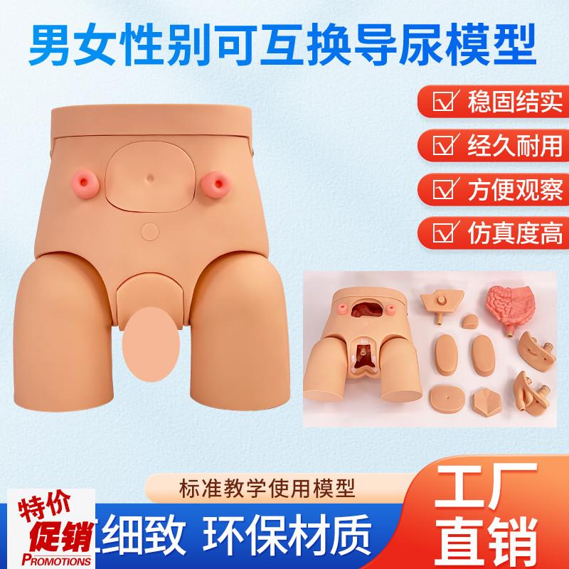 导尿模具高级男女可互换内v外生殖器导尿模型导尿直观练习模具