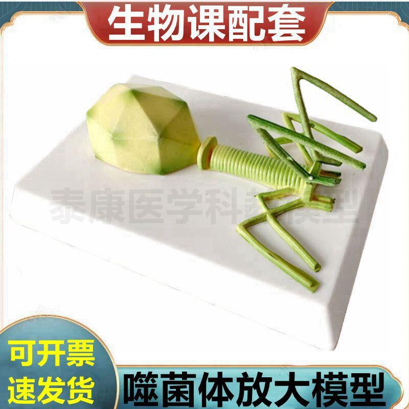 噬菌体模型人体病毒模型细菌结构杆I状病毒冠状病毒腺病毒生物