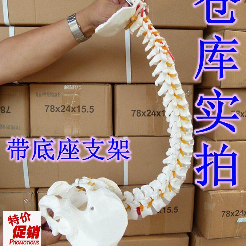 送大图新款1:1人体脊柱模w型脊椎腰椎颈椎胸椎正骨手法练习模型