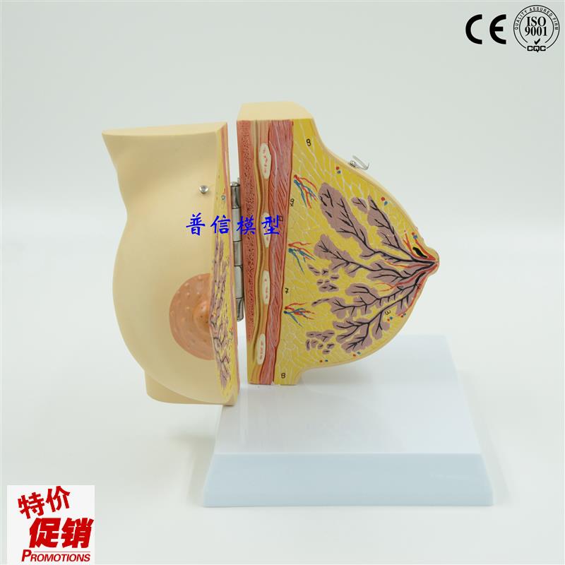 普信女性静止期乳l房模型乳房解剖丰胸美容模型妇科模型医用