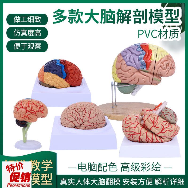 脑模型脑功能区域色分模型人体大脑解剖模型人脑V动脉构造脑神经