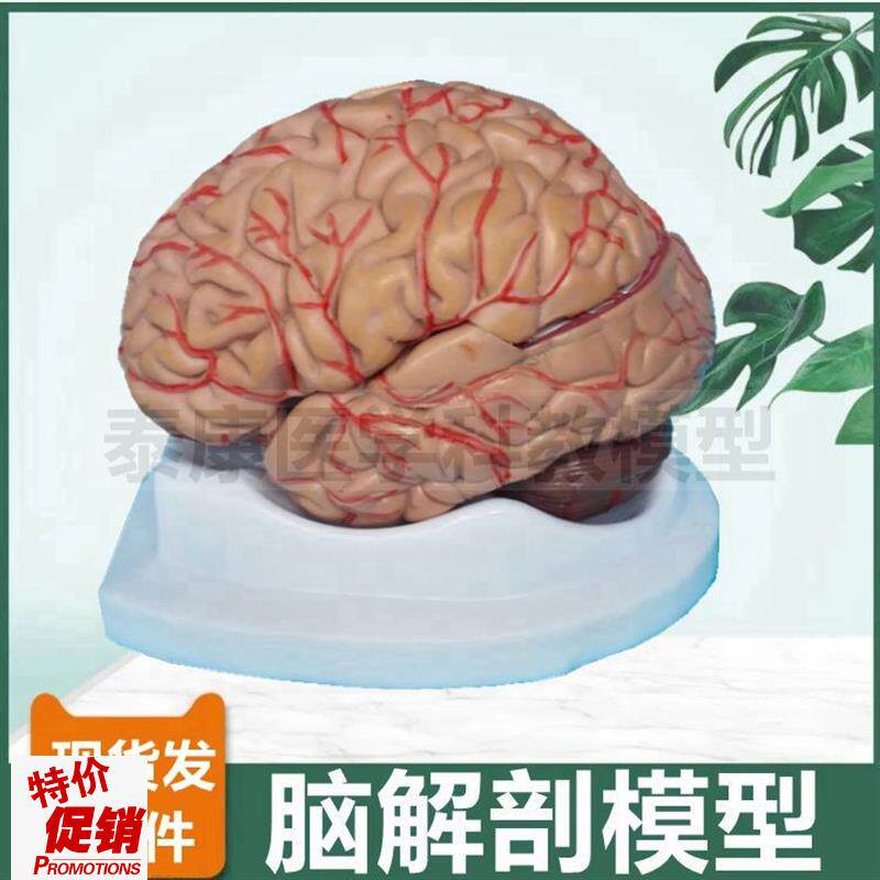 脑组织模型可拆i卸8部件小脑大脑皮层功能区神经中枢血管破裂卒中