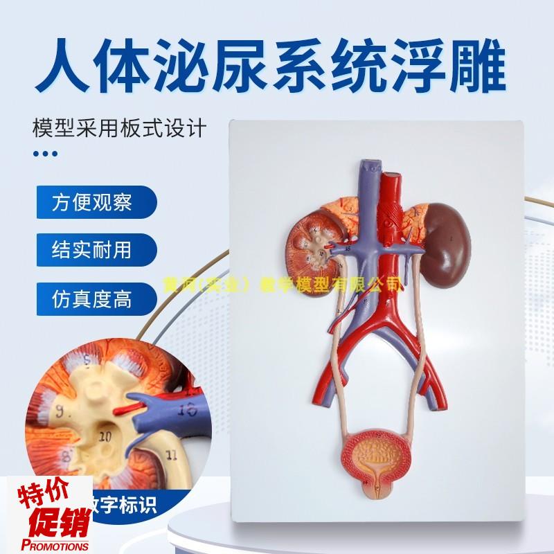 人体泌尿系统模型肾o输尿管膀胱及尿道模型泌尿系统浮雕模型