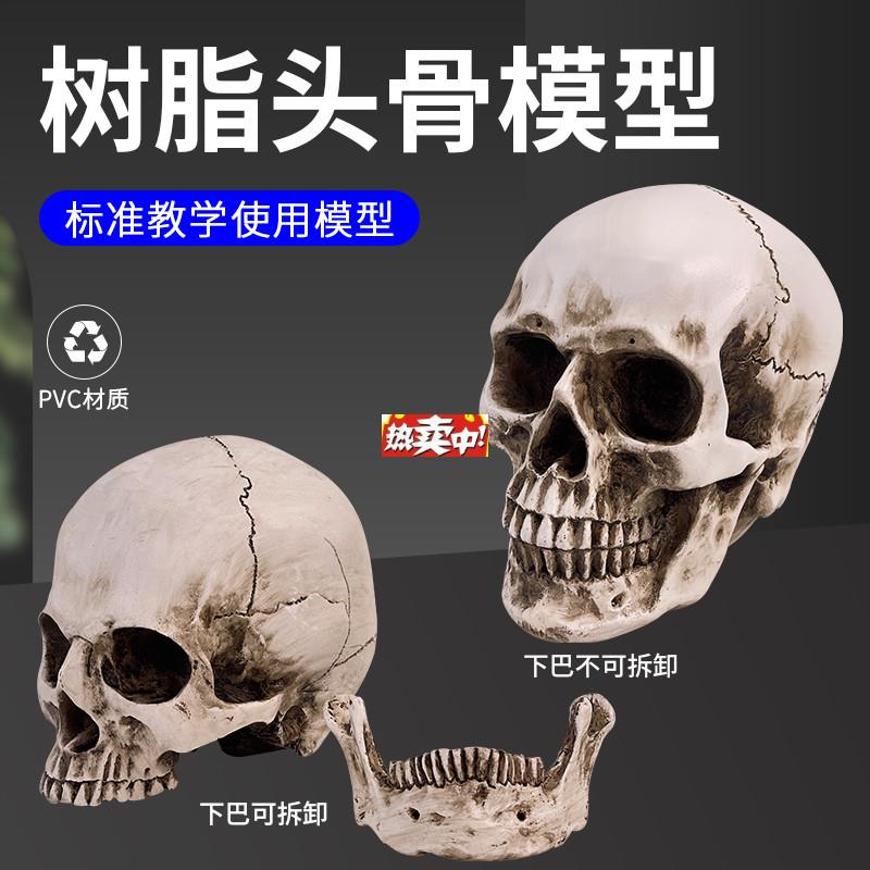 热销头骨美术教学人物写生仿真骷髅艺用d解剖结构模型教具1比1头